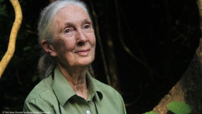 Dr. Jane Goodall / The Jane Goodall Institute